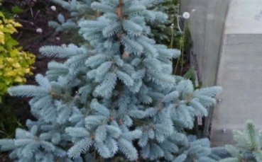 Ель голубая колючая