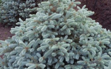 Ель голубая колючая