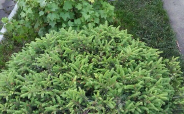 Ель голубая колючая