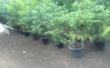 Ель голубая колючая