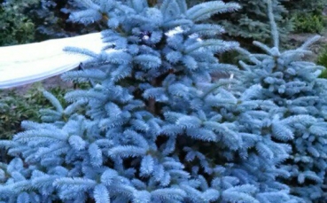 Ель голубая колючая