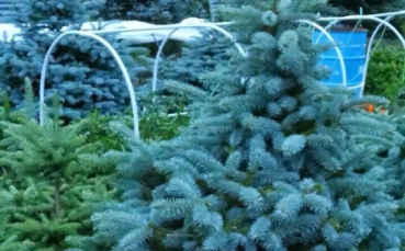 Ель голубая колючая