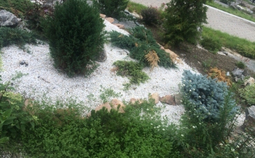 Ель голубая колючая