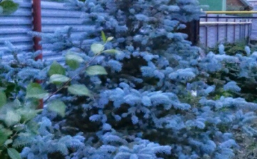 Ель голубая колючая