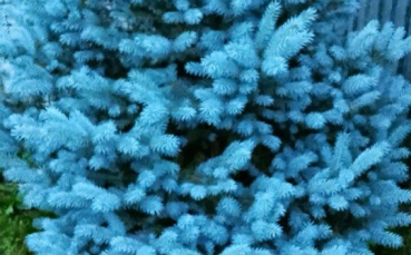 Ель голубая колючая