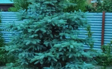 Ель голубая колючая