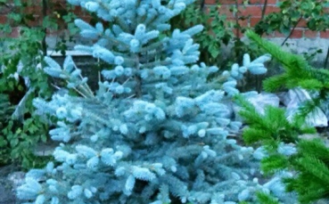 Ель голубая колючая