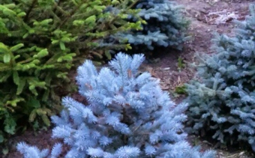 Ель голубая колючая