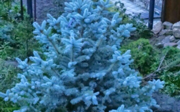 Ель голубая колючая