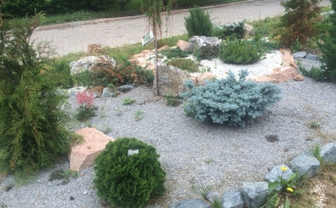 Ель голубая колючая