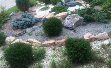 Ель голубая колючая