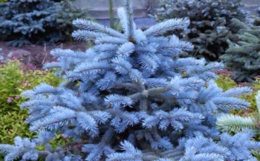 Ель голубая колючая