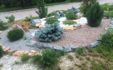 Ель голубая колючая