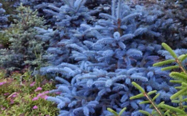 Ель голубая колючая