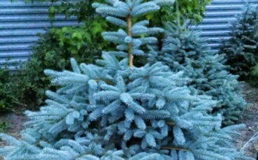 Ель голубая колючая