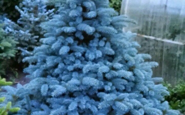 Ель голубая колючая