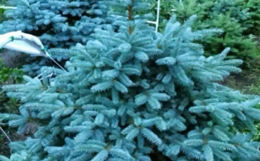 Ель голубая колючая