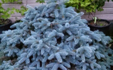 Ель голубая колючая