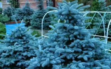 Ель голубая колючая