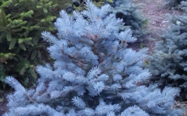 Ель голубая колючая