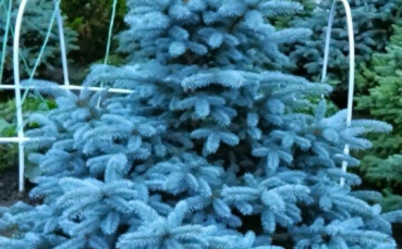 Ель голубая колючая