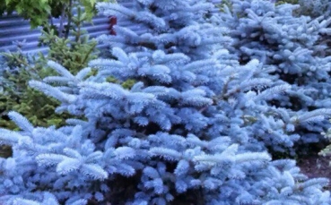 Ель голубая колючая