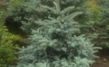 Ель голубая колючая