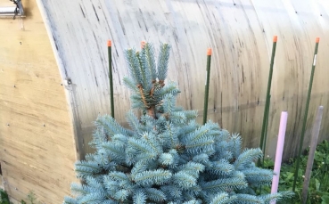 Ель голубая колючая