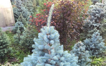 Ель голубая колючая