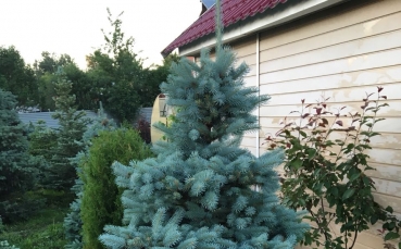 Ель голубая колючая