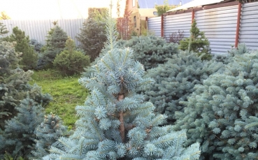 Ель голубая колючая
