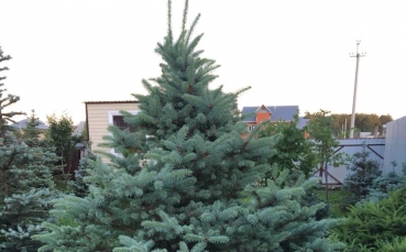 Ель голубая колючая