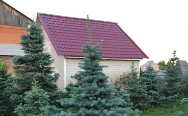 Ель голубая колючая