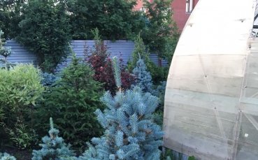 Ель голубая колючая