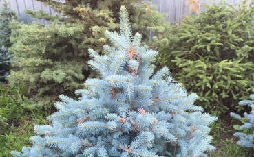 Ель голубая колючая