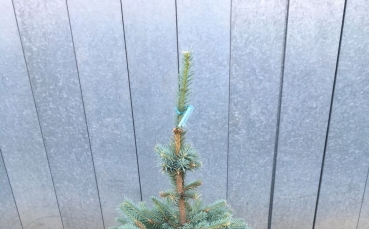 Ель колючая