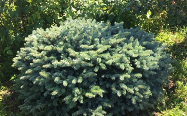 Ель голубая колючая