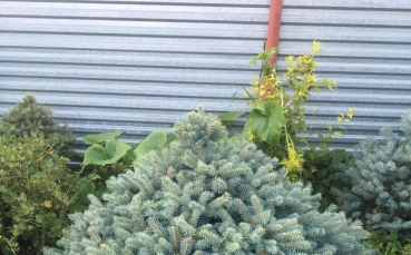 Ель голубая колючая