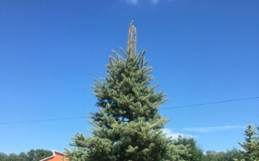 Ель голубая колючая