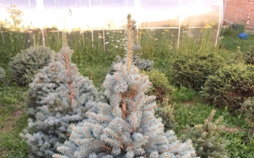 Ель голубая колючая