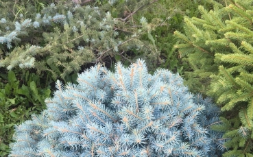 Ель голубая колючая