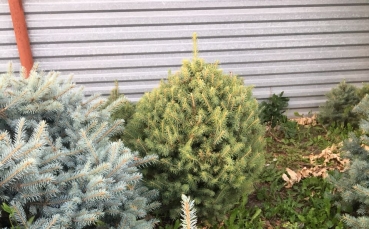 Ель голубая колючая