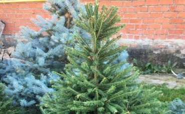Ель колючая