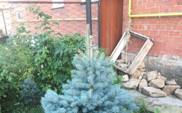 Ель голубая колючая