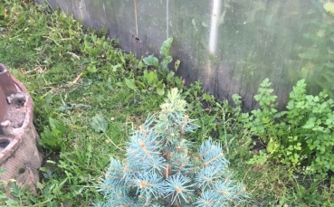 Ель голубая колючая