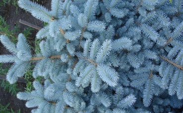 Ель Glauca Globosa